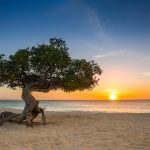 Divi-divi tree on Eagle Beach. The famous Divi Divi tree is Aruba's natural compass, always pointing in a southwesterly direction due to the trade winds that blow across the island