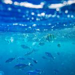 fish under water in coral reef